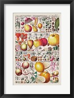 Framed Fruit Chart
