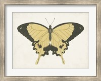 Framed Beautiful Butterfly I