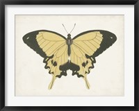 Framed Beautiful Butterfly I