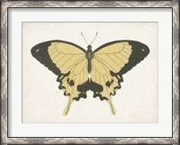 Framed Beautiful Butterfly I