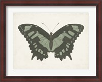 Framed Beautiful Butterfly II