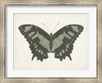 Framed Beautiful Butterfly II