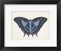 Framed Beautiful Butterfly III