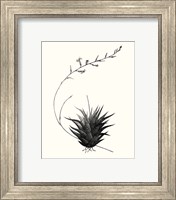 Framed 'Graphic Succulents I' border=