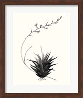 Framed 'Graphic Succulents I' border=