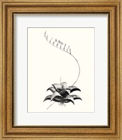 Framed Graphic Succulents II