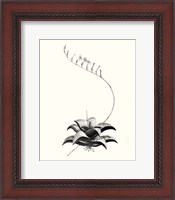 Framed 'Graphic Succulents II' border=