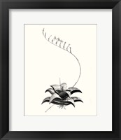 Framed Graphic Succulents II