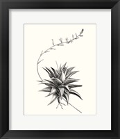 Framed Graphic Succulents III