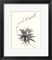 Framed 'Graphic Succulents III' border=