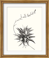 Framed Graphic Succulents III