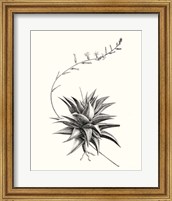Framed Graphic Succulents III
