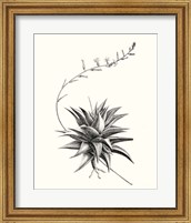 Framed 'Graphic Succulents III' border=