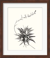 Framed 'Graphic Succulents III' border=