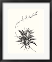 Graphic Succulents III Framed Print