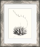 Framed Graphic Succulents IV