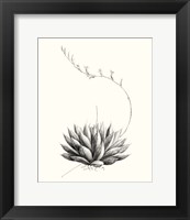 Framed 'Graphic Succulents IV' border=
