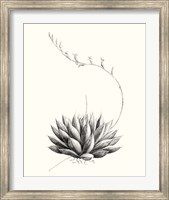 Framed Graphic Succulents IV