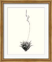Framed Graphic Succulents VI