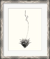 Framed Graphic Succulents VI