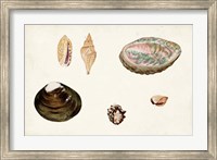 Framed Antique Shell Anthology VIII