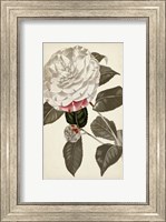 Framed Silvery Botanicals I