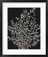 Gunni Eucalyptus I Framed Print