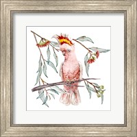 Framed Pink Cockatoo I