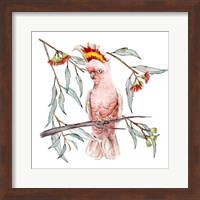 Framed 'Pink Cockatoo I' border=