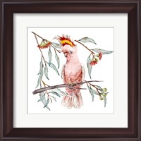 Framed 'Pink Cockatoo I' border=