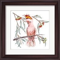 Framed Pink Cockatoo I