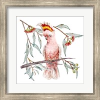 Framed Pink Cockatoo I