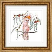 Framed Pink Cockatoo II