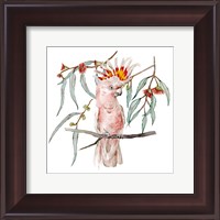 Framed Pink Cockatoo II