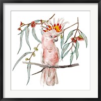 Framed Pink Cockatoo II