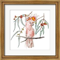 Framed Pink Cockatoo II