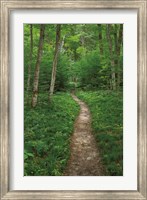 Framed North Country Trail