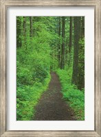 Framed Hiking Trail in Columbia River Gorge II
