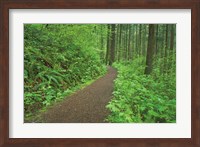 Framed Hiking Trail in Columbia River Gorge I