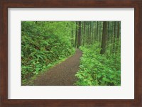 Framed Hiking Trail in Columbia River Gorge I