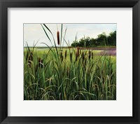 Framed Cattails