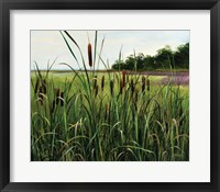 Framed Cattails