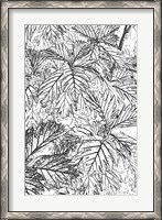 Framed Botanical BW I