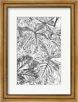 Framed Botanical BW I