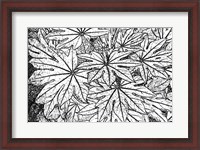 Framed Botanical BW II