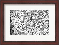 Framed Botanical BW II