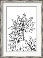 Framed Botanical BW III