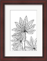 Framed Botanical BW III