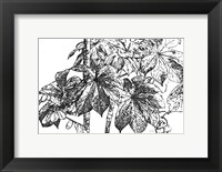 Framed Botanical BW IV