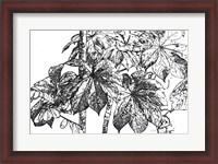 Framed Botanical BW IV